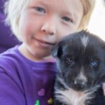 Sled Dog Adventure and Pan for Gold in the Yukon - The Sum Up