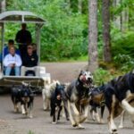 Sled Dog Adventure in Skagway - Why This Tour Offers Good Value