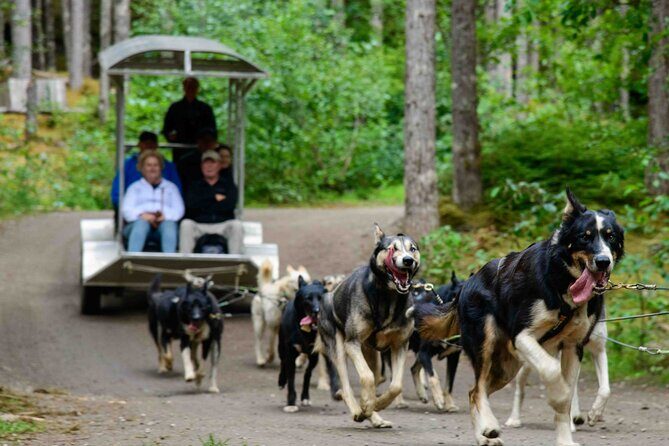 Sled Dog Adventure in Skagway - Why This Tour Offers Good Value