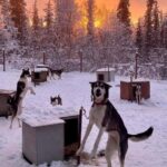 Sluice Box Kennel Experience - Why Choose the Sluice Box Kennel Experience?