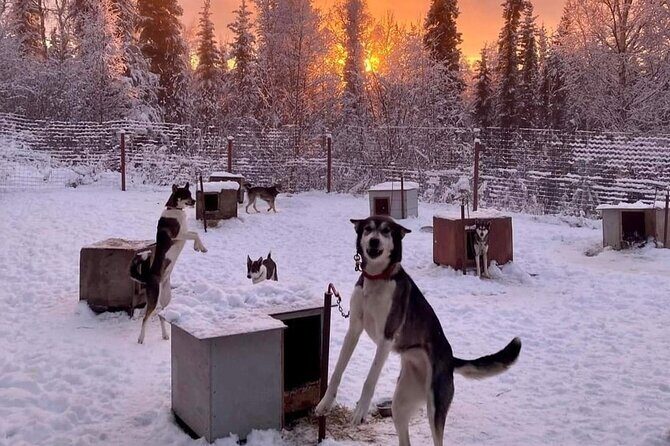 Sluice Box Kennel Experience - Why Choose the Sluice Box Kennel Experience?