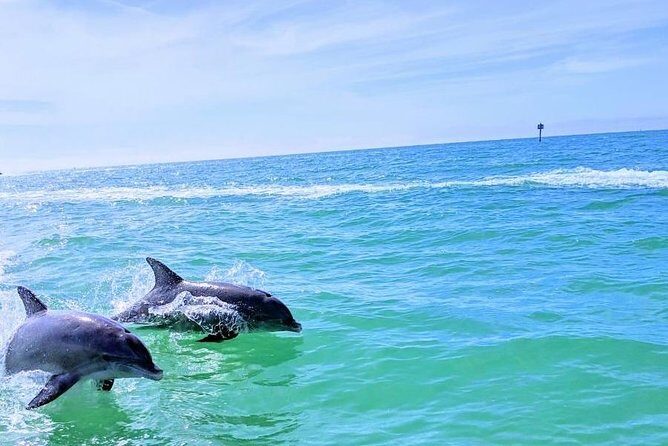 Small Group 2 Hour Dolphin Cruise with Snorkeling to Shell Key - FAQ