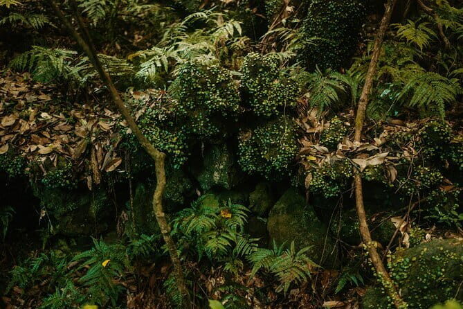 Small Group Day Tour in West Jeju Healing Island - Dolphin Watching at Sindo Port