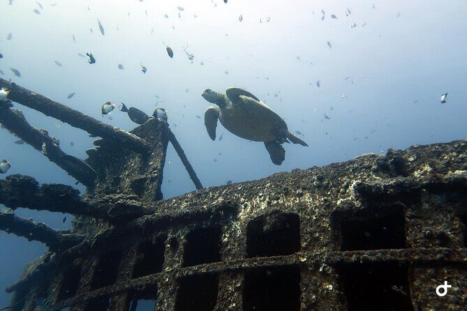 Small-Group Deep Dive in Oahu with Shipwreck and Reef - Who Should Consider This Tour?