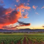 Small-Group Giant Redwoods and Russian River Wine Country Trip - The Itinerary Breakdown