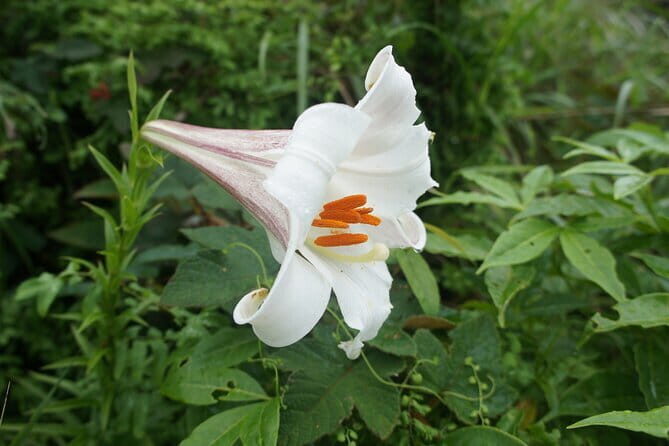 Small Group Hike to Ma On Shan Highland - Exploring Hong Kong’s Countryside with a Personal Touch