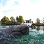 Small Group Manatee Swim Tour With Free Photos - Why We Believe It Offers Great Value