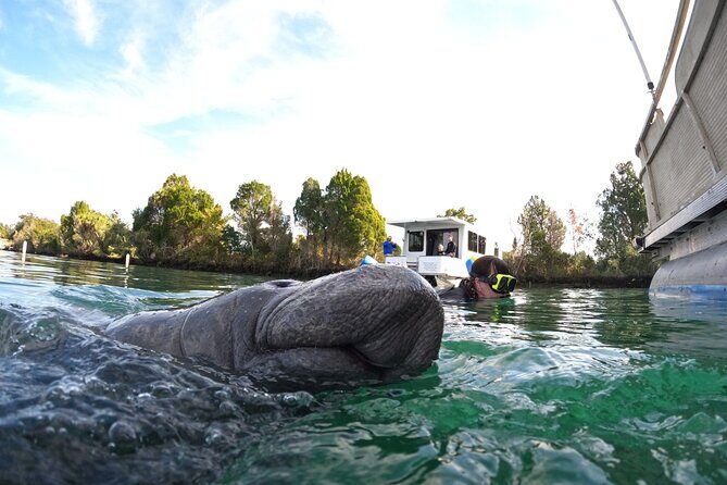 Small Group Manatee Swim Tour With Free Photos - Why We Believe It Offers Great Value