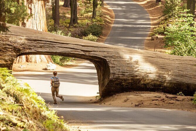 Small Group Sequoia Tour from Wuksachi Lodge with Lunch - In-Depth Review of the Small Group Sequoia Tour