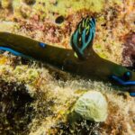 Small Group Shallow Reef Dive in Oahu - Who Should Book This Tour?