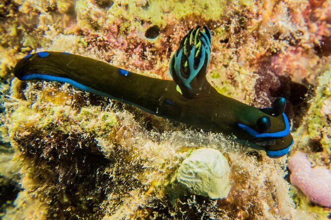 Small Group Shallow Reef Dive in Oahu - Who Should Book This Tour?