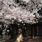 Small Group Tour East Jeju Cherry Blossom & Woman Diver Show - Final thoughts