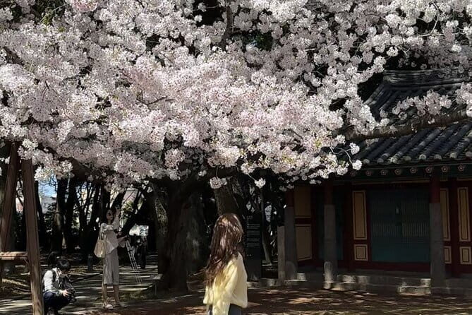 Small Group Tour East Jeju Cherry Blossom & Woman Diver Show - Final thoughts