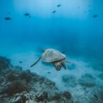 Small Group Turtle Canyon Snorkel in Waikiki - The Experience in Detail