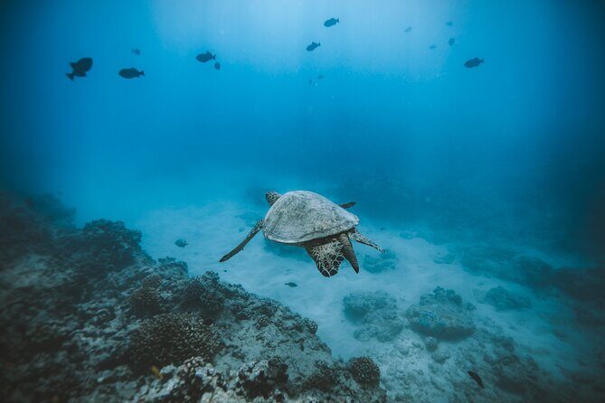 Small Group Turtle Canyon Snorkel in Waikiki - The Experience in Detail