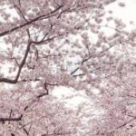 Small Group Washington D.C. Cherry Blossom 1-Day Experience Tour - Frequently Asked Questions