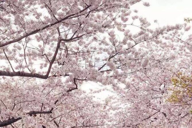 Small Group Washington D.C. Cherry Blossom 1-Day Experience Tour - Frequently Asked Questions