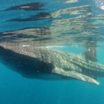 Small-Group Whale Shark and Snorkeling Tour from Cancun - Breaking Down the Itinerary