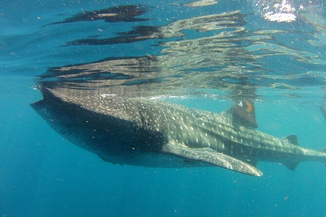 Small-Group Whale Shark and Snorkeling Tour from Cancun - Breaking Down the Itinerary