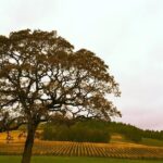 Small Group: Willamette Valley Wine Tour From Portland (Tasting Fees Included) - Frequently Asked Questions (FAQs)