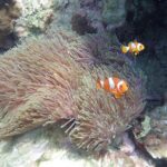 Snorkel Adventure Sea Tour to Koh Rok and Koh Haa from Koh Lanta - Who Is This Tour Best For?