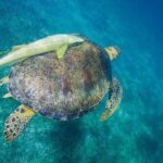 Snorkel boat tour in search of turtles - Why This Tour Works Well