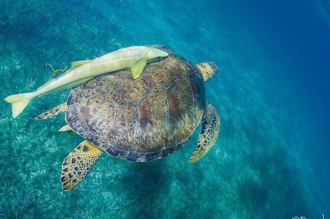 Snorkel boat tour in search of turtles - Why This Tour Works Well