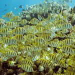 Snorkel & Explore Pelican Rock by Glass Boat + Photos - Exploring the Itinerary: What to Expect at Each Stop