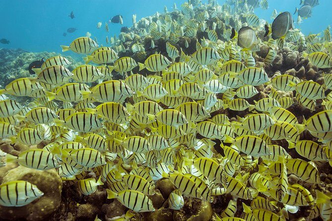 Snorkel & Explore Pelican Rock by Glass Boat + Photos