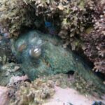 Snorkel San Diego's Mission Bay with a Marine Biologist - Final Thoughts