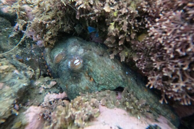 Snorkel San Diego's Mission Bay with a Marine Biologist - Final Thoughts