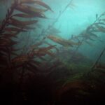 Snorkel Tour at Magic Island - FAQ