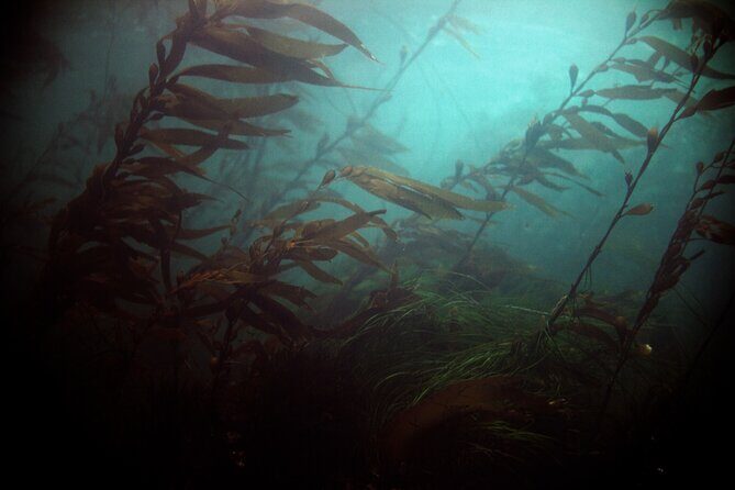 Snorkel Tour at Magic Island - FAQ