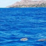 Snorkel with Turtles - A Closer Look at the Snorkel with Turtles Experience