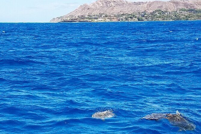 Snorkel with Turtles - A Closer Look at the Snorkel with Turtles Experience