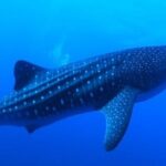 Snorkel with whale sharks includes equipment & transportation - The Practicalities You Need to Know