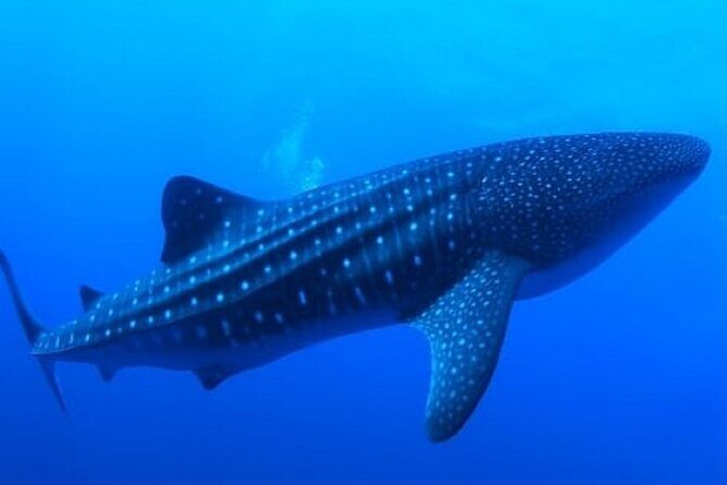 Snorkel with whale sharks includes equipment & transportation - The Practicalities You Need to Know