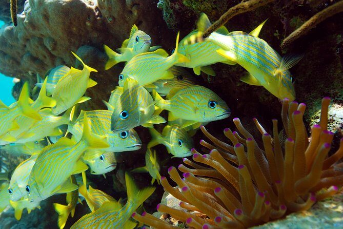 Snorkel Xtreme Cancun - Why This Tour Offers Good Value