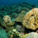 Snorkeling Adventure at Koh Chang  Departing from Koh Chang - Who Should Consider This Tour?