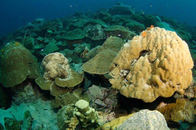 Snorkeling Adventure at Koh Chang  Departing from Koh Chang - Who Should Consider This Tour?