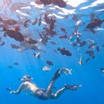 Snorkeling Adventure at Turtle Canyon - An In-Depth Look at the Snorkeling Adventure at Turtle Canyon