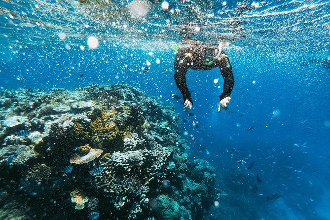 Snorkeling Adventure in La Jolla - The route and highlights on the tour