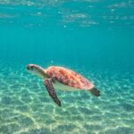 Snorkeling Adventure Swim with Sea Turtles at Akumal - What’s Included and What’s Not