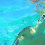 Snorkeling Adventure Tour Reef & Cenote - Final Thoughts: Who Should Sign Up?