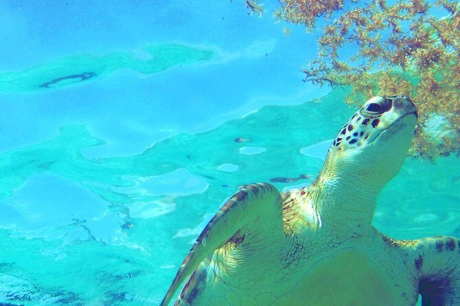 Snorkeling Adventure Tour Reef & Cenote - Final Thoughts: Who Should Sign Up?