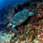 Snorkeling Adventure with East Nusa Penida Tour All Inclusive - What Travelers Say: Authentic Voices and Practical Tips