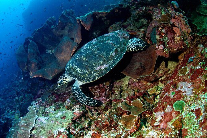 Snorkeling Adventure with East Nusa Penida Tour All Inclusive - What Travelers Say: Authentic Voices and Practical Tips