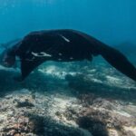 Snorkeling and Freediving Trip around Nusa Penida - An In-Depth Look at the Nusa Penida Snorkeling and Freediving Adventure