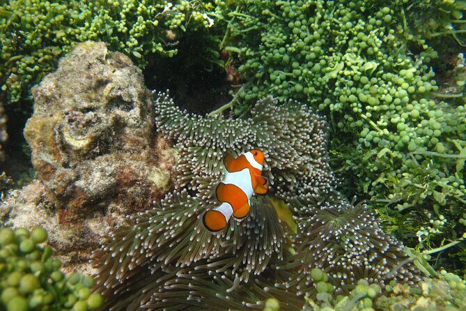 Snorkeling and Island Hopping Tour in Karimunjawa (sharing tour) - Frequently Asked Questions