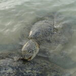 Snorkeling at Hikkaduwa - Exploring the Snorkeling at Hikkaduwa Tour in Depth